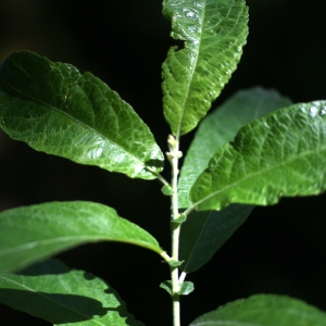 Photographie n°80162 du taxon Salix aurita L. [1753]