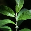  Liliane Roubaudi - Salix aurita L. [1753]