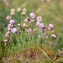  Liliane Roubaudi - Armeria maritima (Mill.) Willd. [1809]