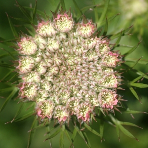 Daucus communis var. dentatus (Bertol.) Rouy & E.G.Camus (Carotte à gomme)