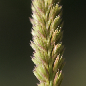 Photographie n°80185 du taxon Cynosurus cristatus L. [1753]