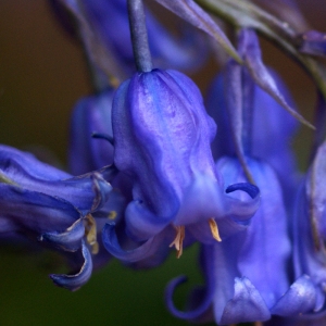 Photographie n°80195 du taxon Hyacinthoides non-scripta (L.) Chouard ex Rothm. [1944]