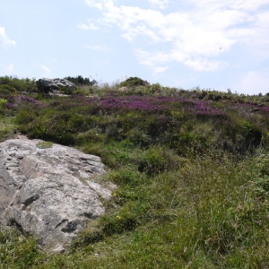 Photographie n°80197 du taxon Erica cinerea L. [1753]