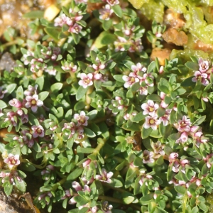 Photographie n°80205 du taxon Glaux maritima L. [1753]