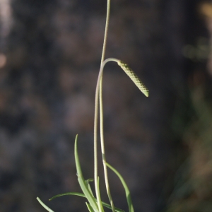 Photographie n°80214 du taxon Plantago maritima L. [1753]