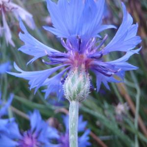 Photographie n°80218 du taxon Centaurea cyanus L. [1753]