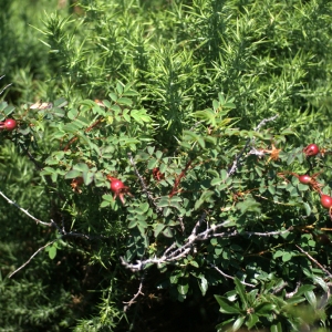 Photographie n°80225 du taxon Rosa pimpinellifolia L. [1759]