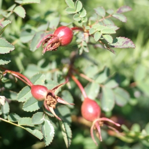 Photographie n°80226 du taxon Rosa pimpinellifolia L. [1759]