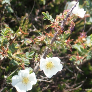 Photographie n°80229 du taxon Rosa pimpinellifolia L. [1759]