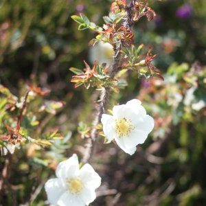 Photographie n°80230 du taxon Rosa pimpinellifolia L. [1759]