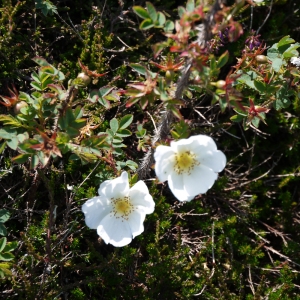 Photographie n°80231 du taxon Rosa pimpinellifolia L. [1759]