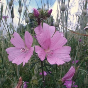 Photographie n°80251 du taxon Malva moschata L.