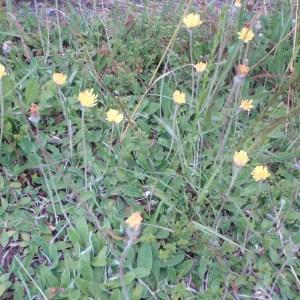 Photographie n°80263 du taxon Hieracium pilosella L. [1753]