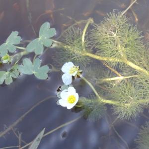 Photographie n°80268 du taxon Ranunculus peltatus Schrank