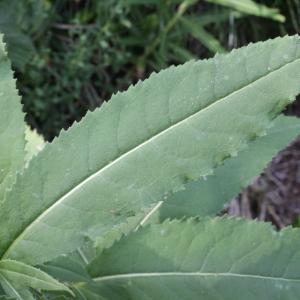 Photographie n°80271 du taxon Senecio fuchsii C.C.Gmel. [1808]