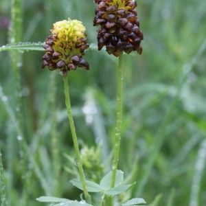 Photographie n°80273 du taxon Trifolium spadiceum L.