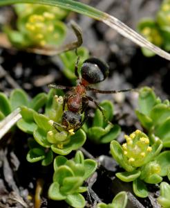 Anonyme, le  5 juin 2012 (Arvieux (Col de l'Isoard))