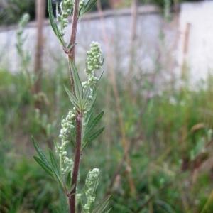 Photographie n°80288 du taxon Artemisia vulgaris L. [1753]
