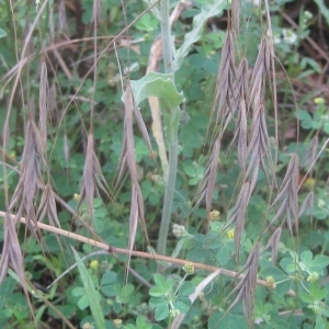 Photographie n°80289 du taxon Bromus sterilis L. [1753]