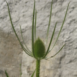 Photographie n°80292 du taxon Dipsacus fullonum L.