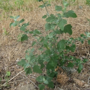 Photographie n°80293 du taxon Chenopodium album L. [1753]