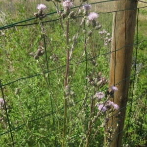 Photographie n°80296 du taxon Cirsium arvense (L.) Scop. [1772]