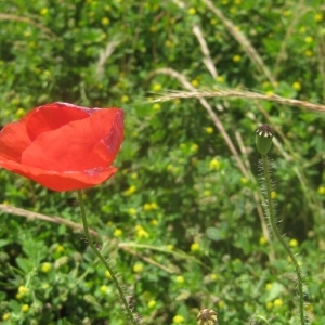 Photographie n°80298 du taxon Papaver rhoeas L.