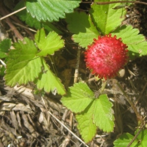 Photographie n°80304 du taxon Duchesnea indica (Andrews) Focke