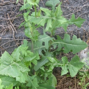 Photographie n°80306 du taxon Sonchus oleraceus L. [1753]