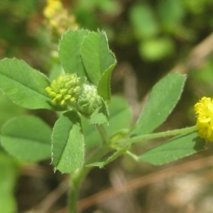 Trifolium lupulina (L.) Savi (Luzerne lupuline)