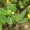  Vincent Jouhet - Medicago lupulina L. [1753]