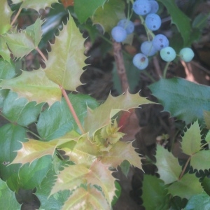 Photographie n°80314 du taxon Mahonia aquifolium (Pursh) Nutt. [1818]