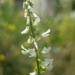 Photographie n°80315 du taxon Melilotus albus Medik. [1787]