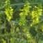  Vincent Jouhet - Melilotus officinalis (L.) Lam. [1779]