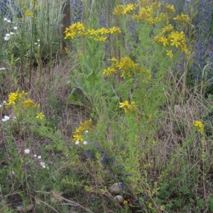 Photographie n°80318 du taxon Hypericum perforatum L. [1753]
