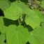  Vincent Jouhet - Paulownia tomentosa (Thunb.) Steud. [1841]