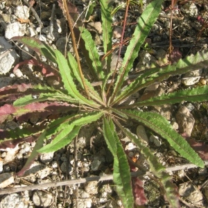 Photographie n°80323 du taxon Picris hieracioides L. [1753]