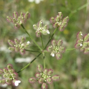 Photographie n°80331 du taxon Torilis japonica (Houtt.) DC. [1830]