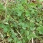  Vincent Jouhet - Trifolium repens L. [1753]