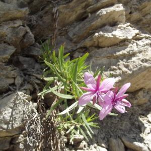 Photographie n°80339 du taxon Epilobium fleischeri Hochst. [1826]