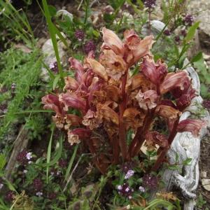 Photographie n°80341 du taxon Orobanche alba Stephan ex Willd. [1800]