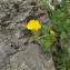  Nicolas BONY - Potentilla grandiflora L. [1753]