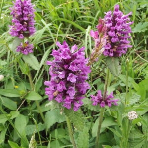 Photographie n°80346 du taxon Stachys officinalis (L.) Trévis. [1842]