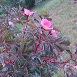 Photographie n°80365 du taxon Rosa glauca Pourr. [1788]