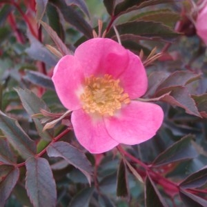 Photographie n°80366 du taxon Rosa glauca Pourr. [1788]