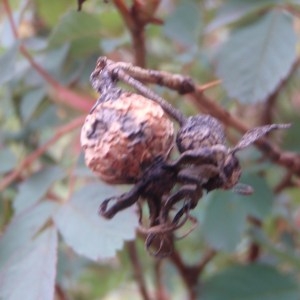 Photographie n°80367 du taxon Rosa glauca Pourr. [1788]