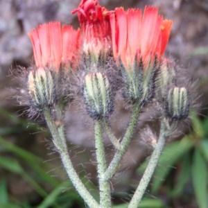 Photographie n°80372 du taxon Hieracium aurantiacum L. [1753]