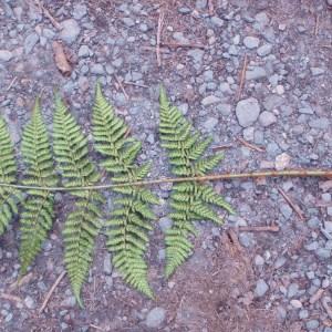 Photographie n°80375 du taxon Dryopteris dilatata (Hoffm.) A.Gray [1848]