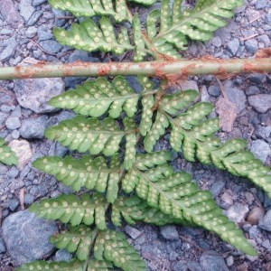 Photographie n°80376 du taxon Dryopteris dilatata (Hoffm.) A.Gray [1848]