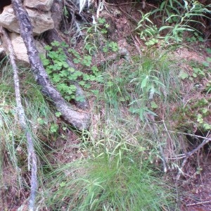 Photographie n°80377 du taxon Deschampsia flexuosa (L.) Trin. [1836]